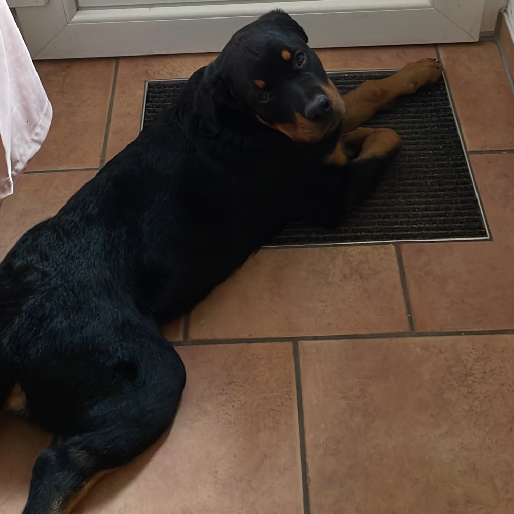 Hundetreffen-Spielgefährte und Gassirunde-Profilbild