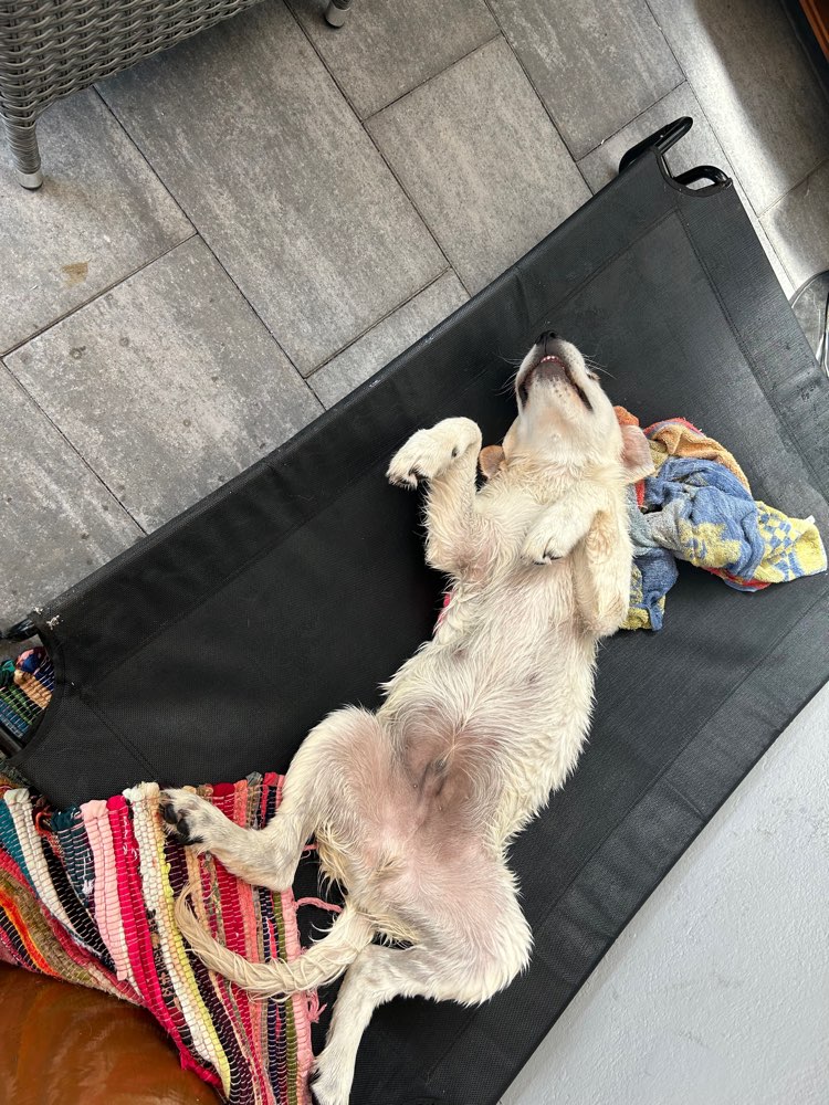 Hundetreffen-Gassirunde/ Hundefreunde finden-Profilbild