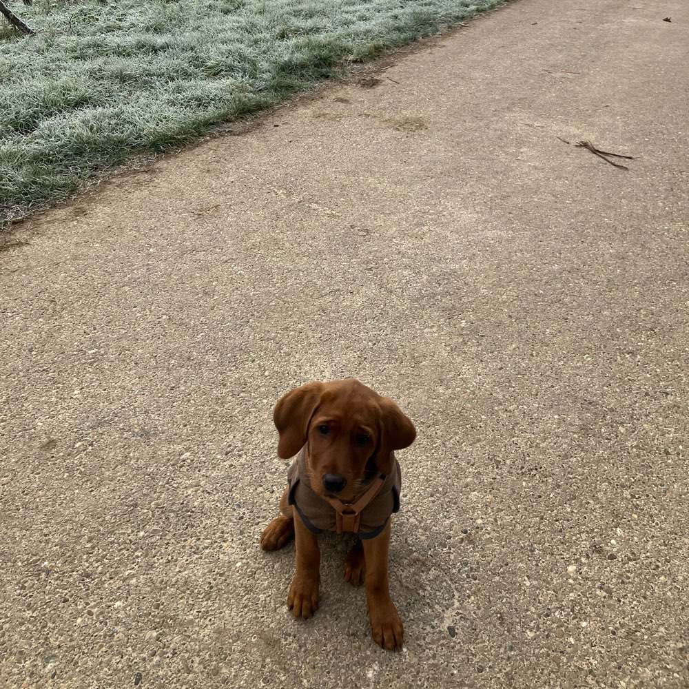 Hundetreffen-Welpentreffen, Hundetreffen, gemeinsames Gassi gehen.-Profilbild