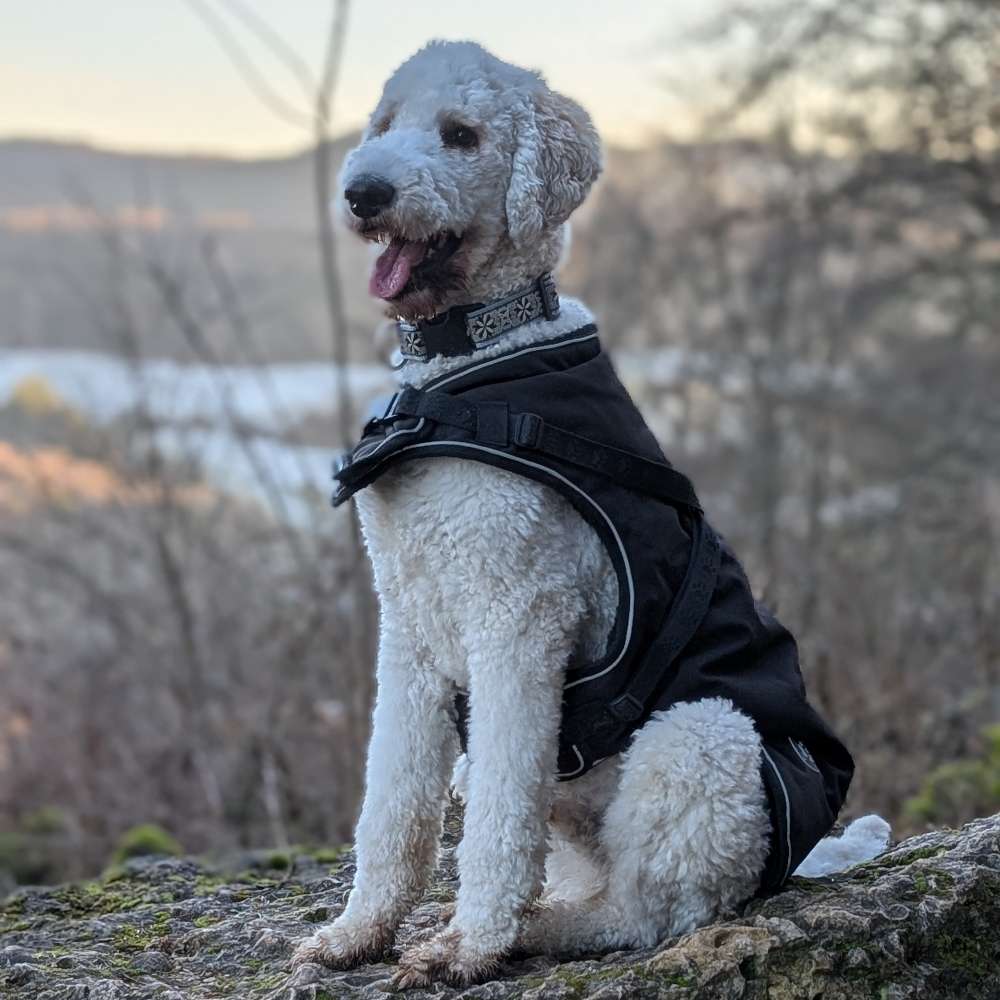Hundetreffen-Junghund Spielpartner, Gassirunde-Profilbild
