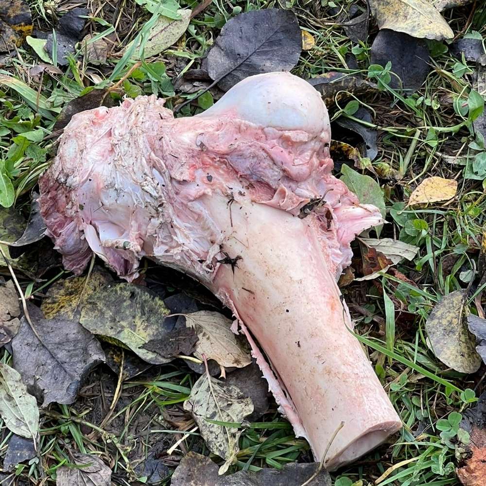 Giftköder-Unbekannter Knochen am Feldweg-Profilbild