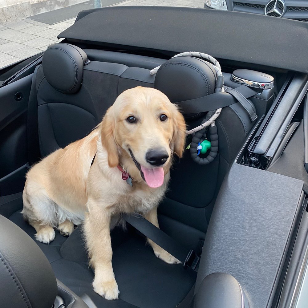 Hundetreffen-walk my doggie-Profilbild