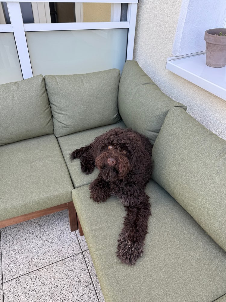 Hundetreffen-Gassi und Spielfreund für Hugo gesucht-Profilbild