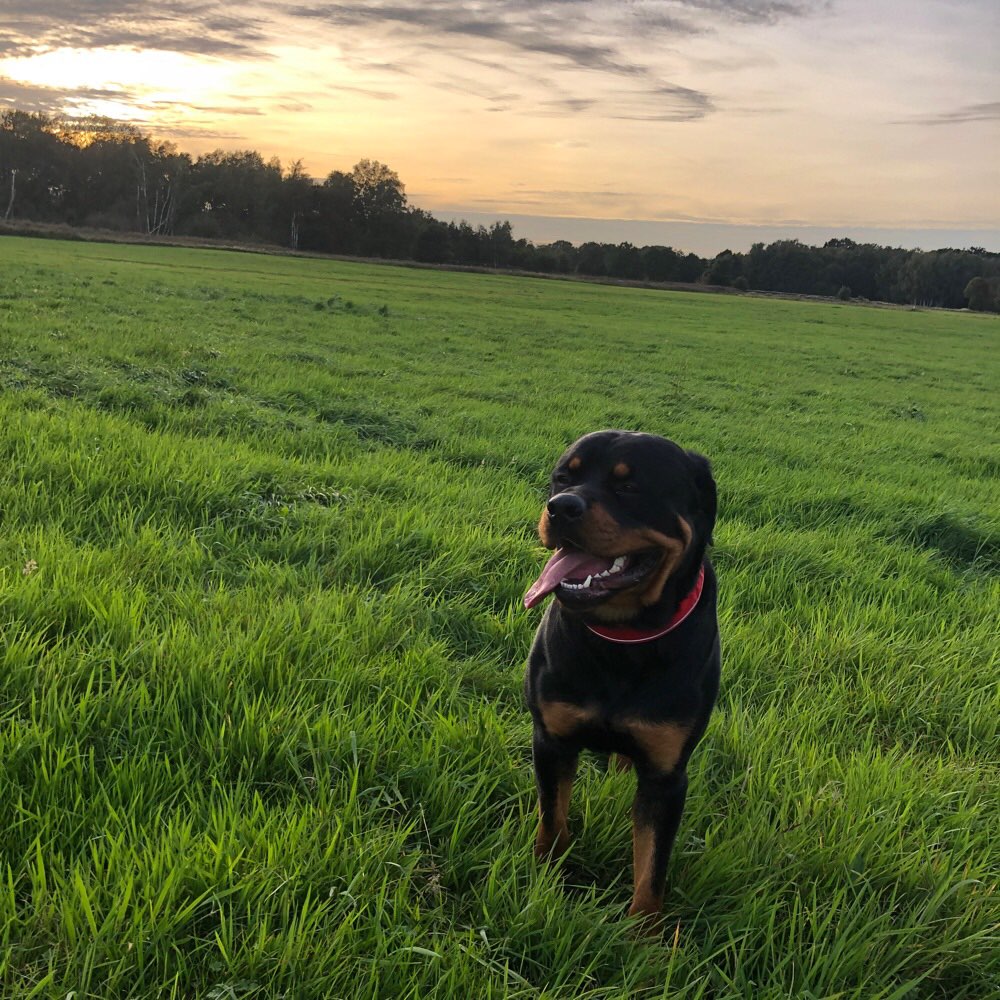 Hundetreffen-Zum Gassi gehen! :)-Profilbild