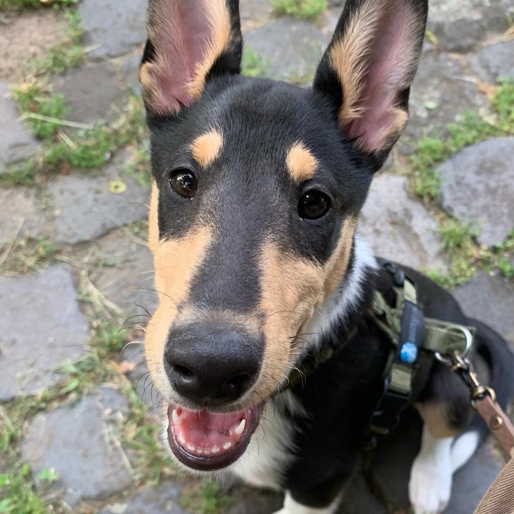 Hundetreffen-Welpentreffen in Bonn (Beuel/Schwarzrheindorf)-Profilbild