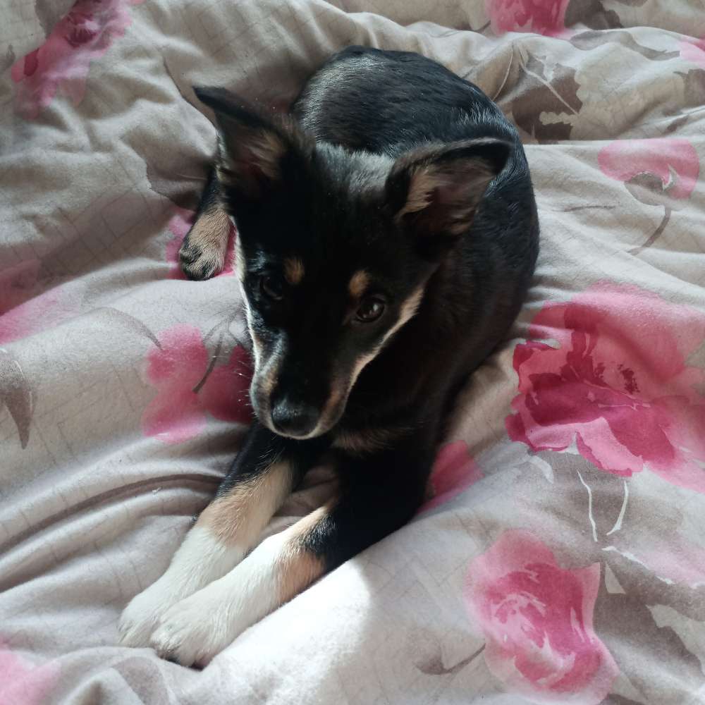 Hundetreffen-Spielfreund/in für süße kleine Hündin-Profilbild