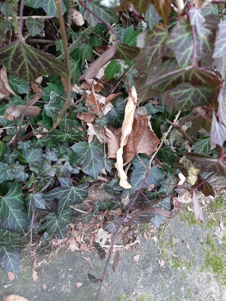 Giftköder-Eventuelle Giftköder-Profilbild