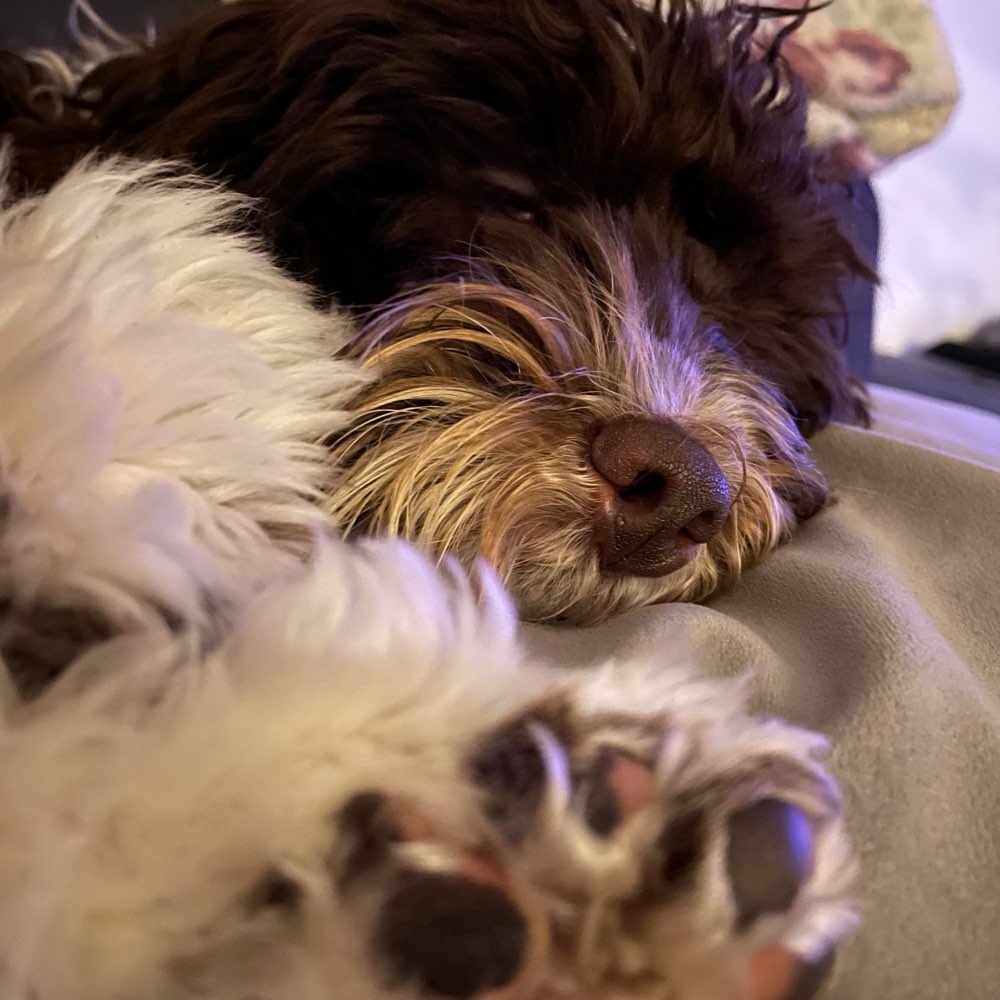 Hundetreffen-Spiel und Trainingsfreund-Profilbild