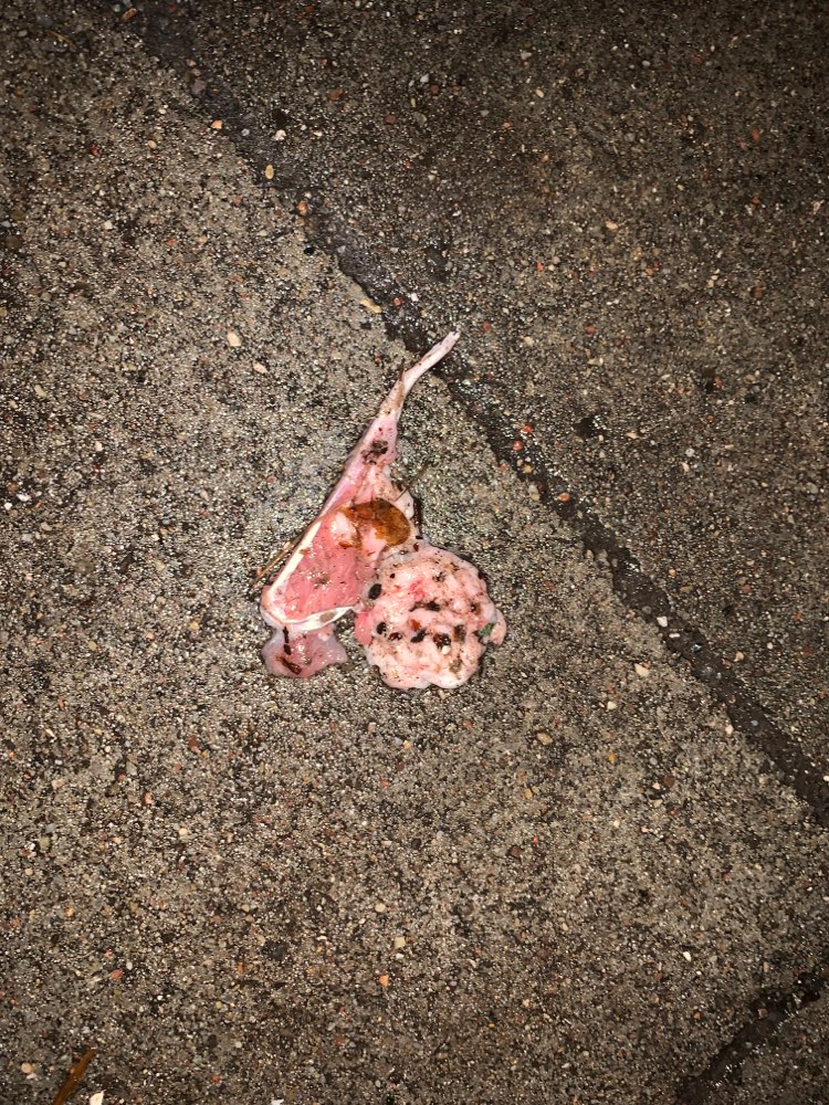 Giftköder-Möglicher Giftköder-Profilbild