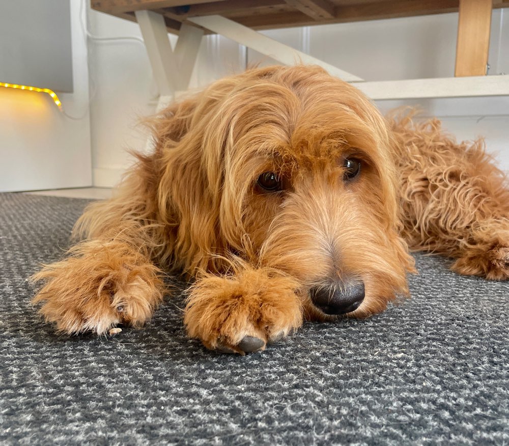 Hundetreffen-Spielfreud gesucht-Profilbild
