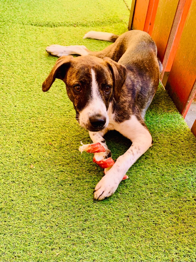 Hundetreffen-Welpen/Junghunde zwecks Sozialisierung gesucht😅-Profilbild