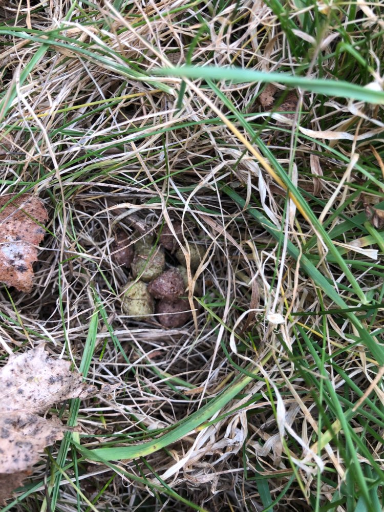 Giftköder-Vermutlich Giftköder-Profilbild