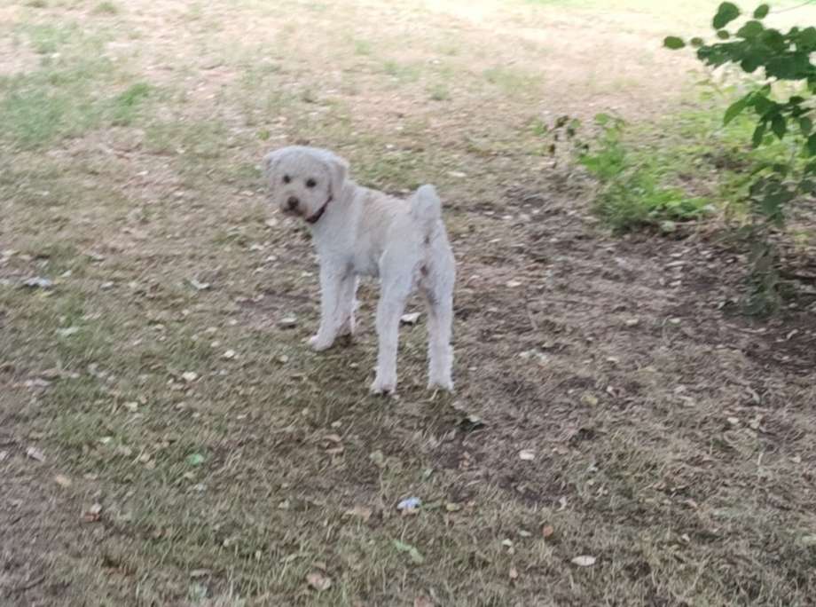 Hundetreffen-Pulik oder Puli-Mixe in Dortmund?-Profilbild