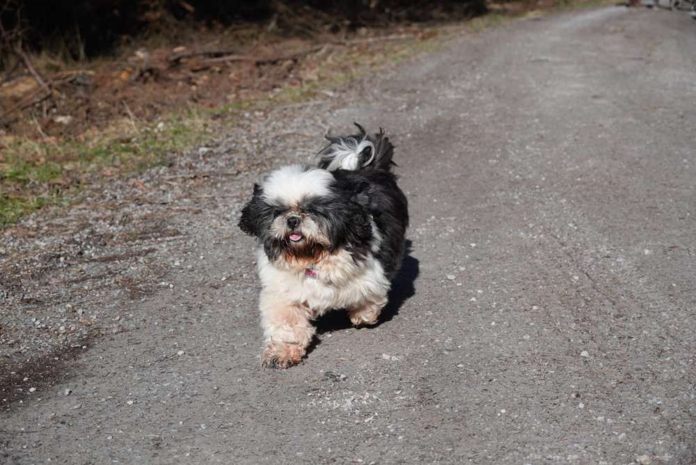 Hundetreffen-Ü 50 : Spaziergang mit Hunden-Profilbild