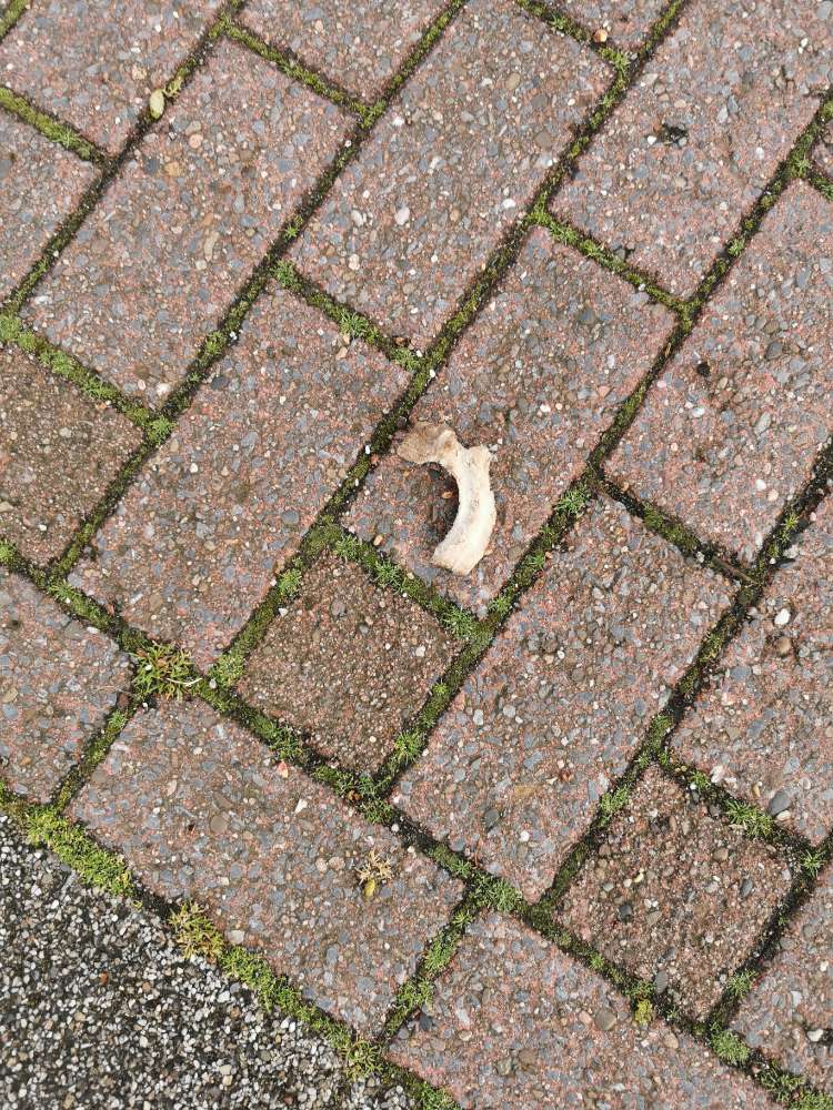 Giftköder-Knochen in Einfahrt ausgelegt-Profilbild