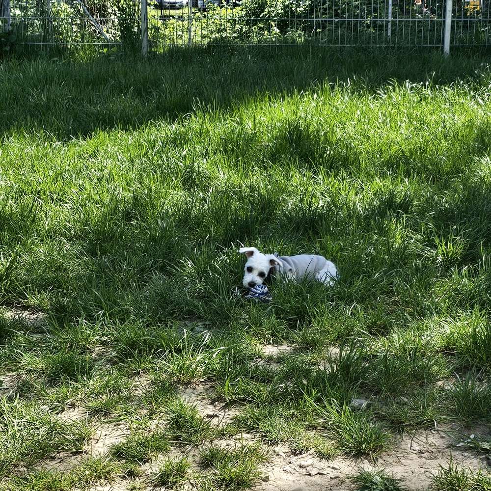Hundetreffen-Welpentreffen Hundewiese Güterbahnhof Freiburg-Profilbild