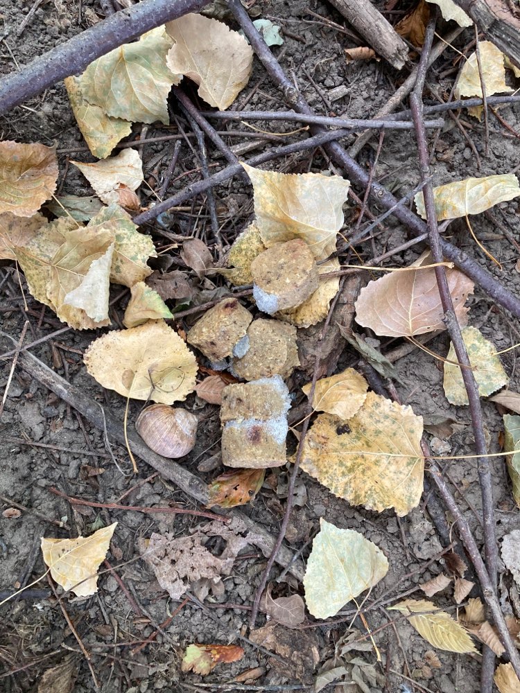 Giftköder-Möglicher Köder nah am Weg-Profilbild