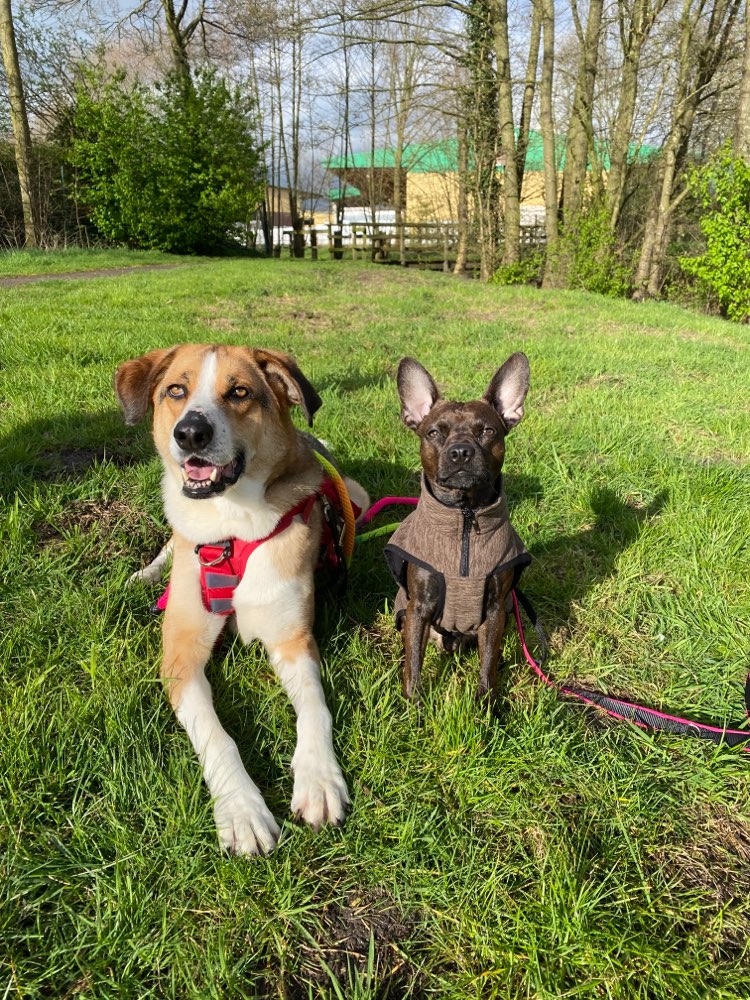 Hundetreffen-Social Walk-Profilbild