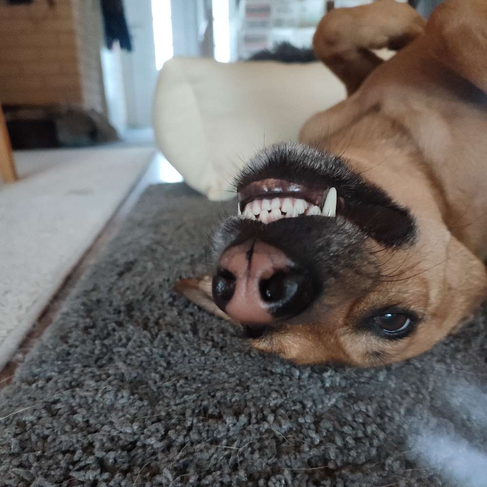 Hundetreffen-Hundefreund suchen-Profilbild