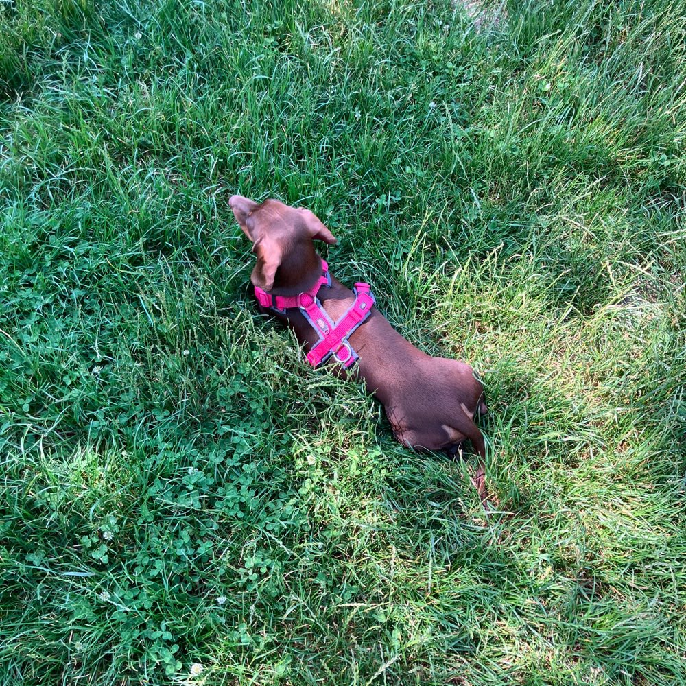 Hundetreffen-Suche Spielfreunde für meine kleine Zwergdackelhündin-Profilbild