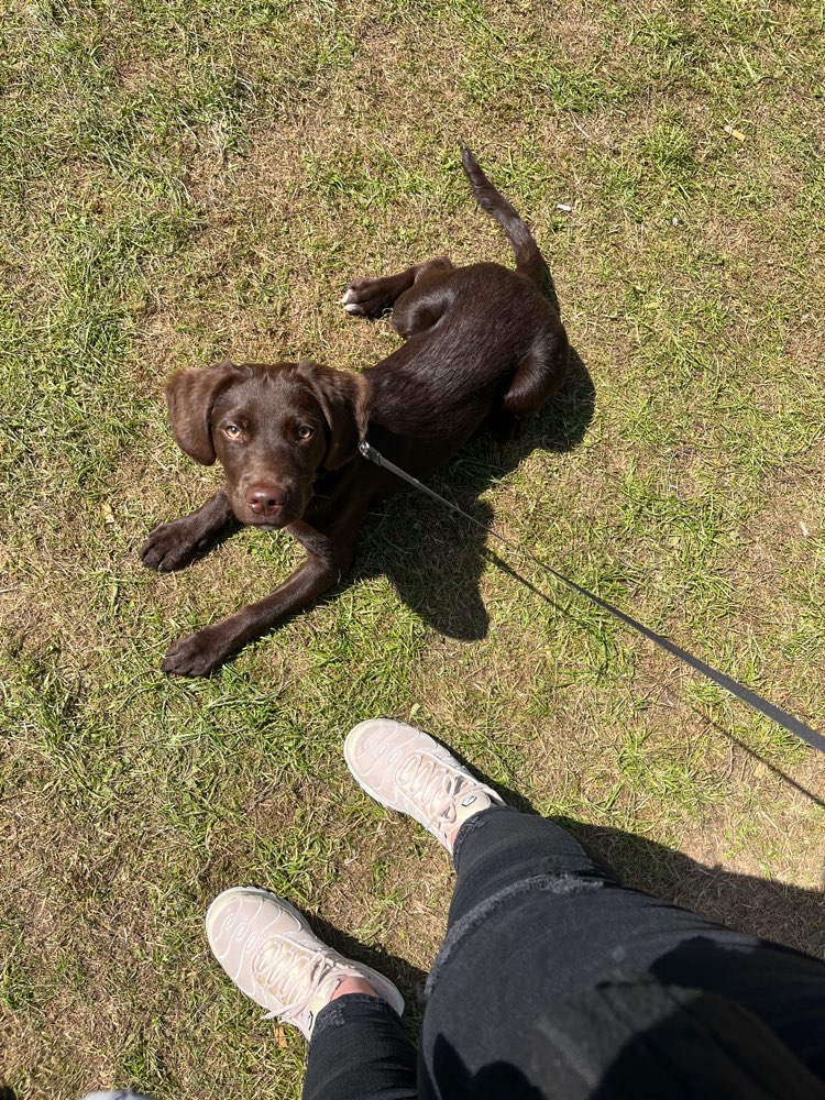 Hundetreffen-Gassipartner und Spielpartner gesucht-Profilbild