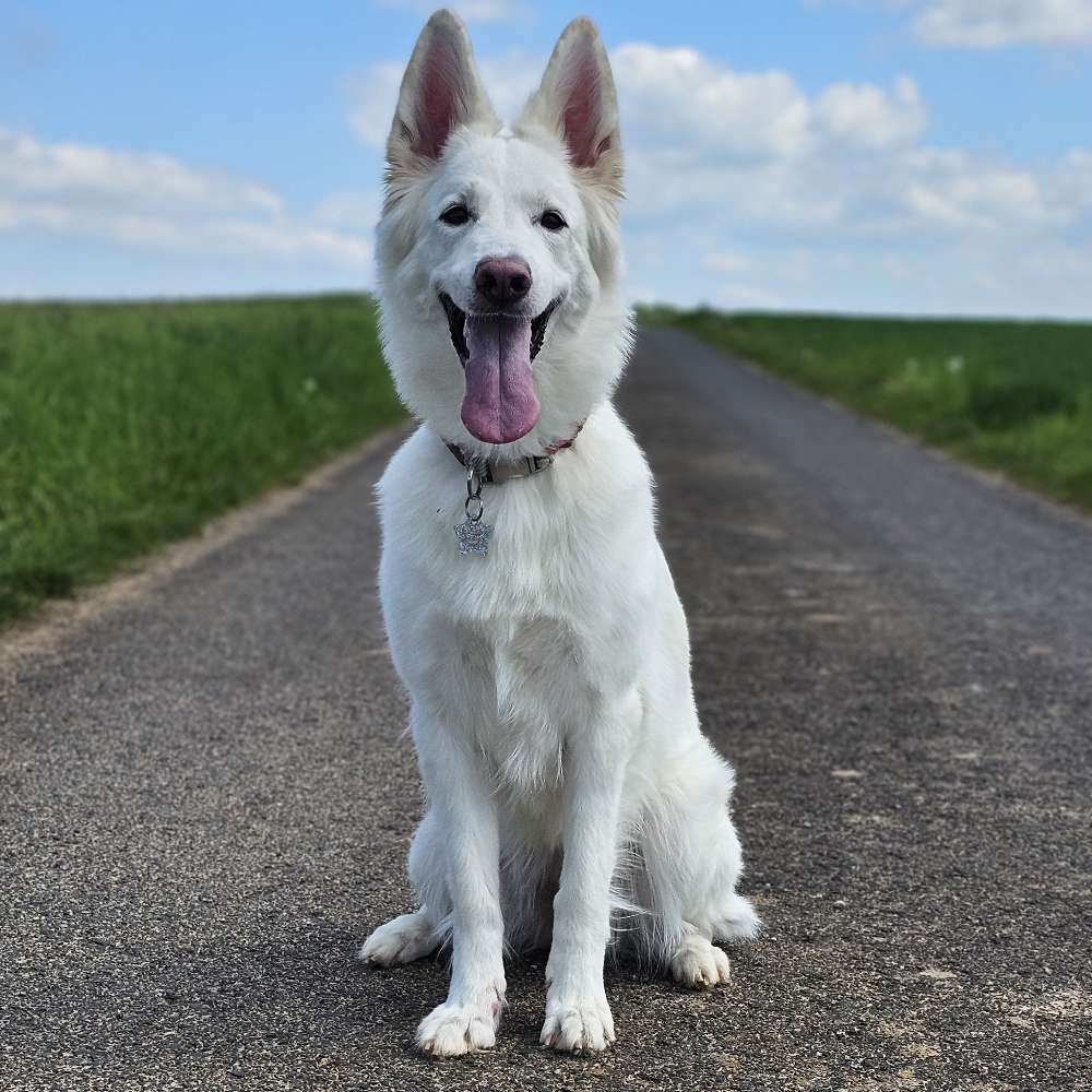 Hundetreffen-Gassi gehen, Spiel Treffen oder Trainieren.-Profilbild