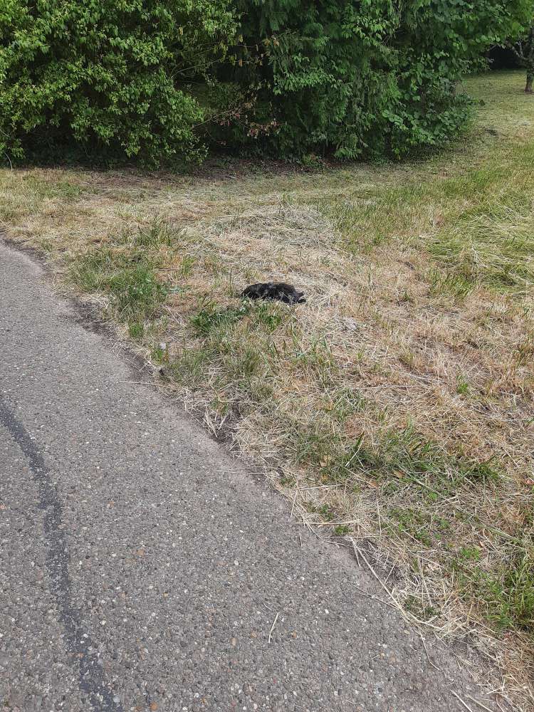 Giftköder-Tote Katze-Profilbild