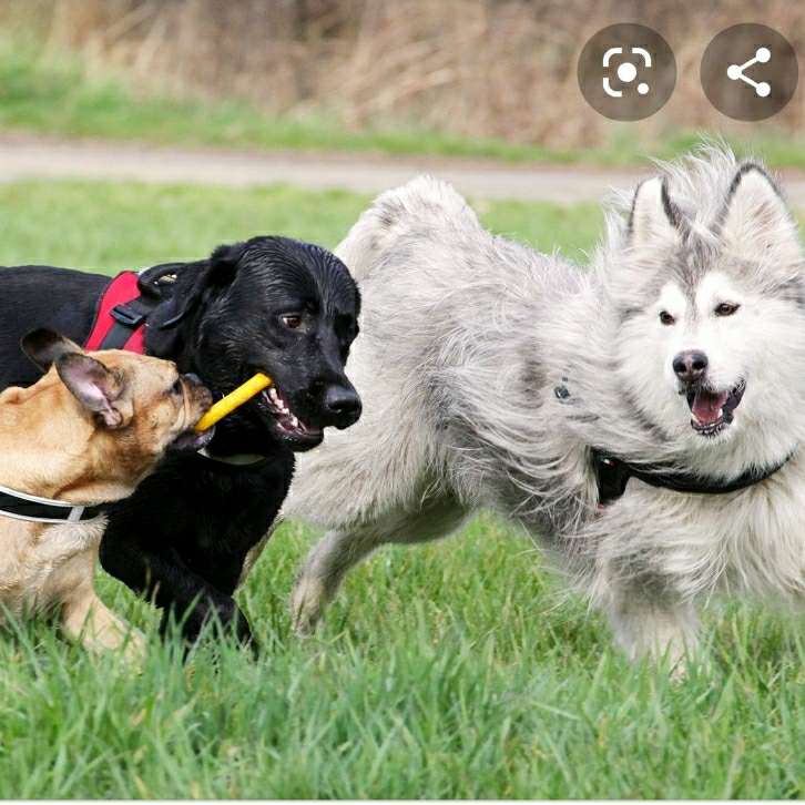 Hundetreffen-Spiele treffen-Profilbild
