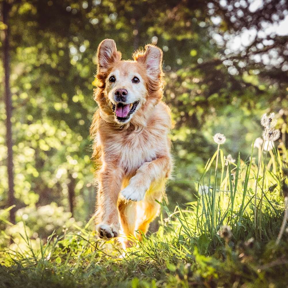 Hundetreffen-Seniorenrunde (ohne spielen)-Profilbild