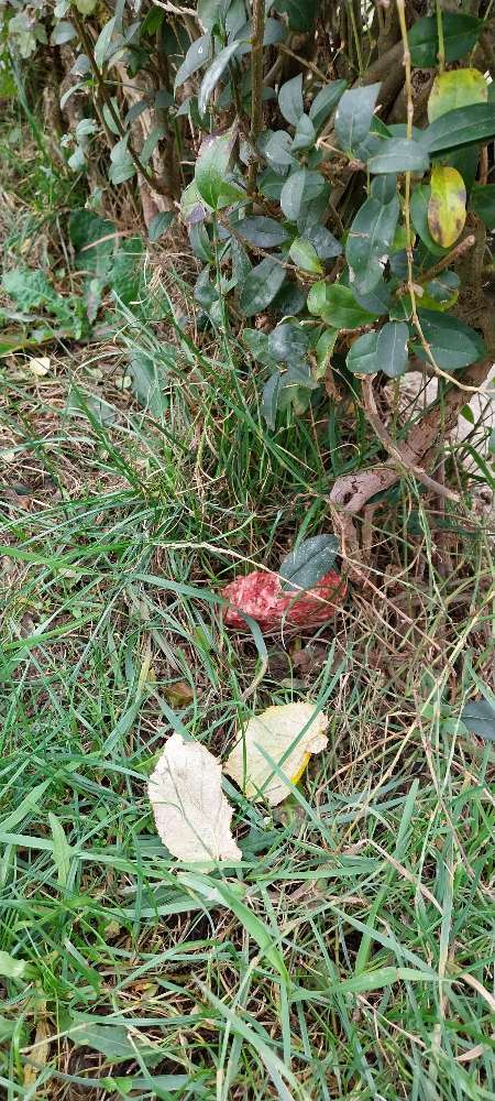 Giftköder-Rohes Fleisch im Gebüsch-Profilbild