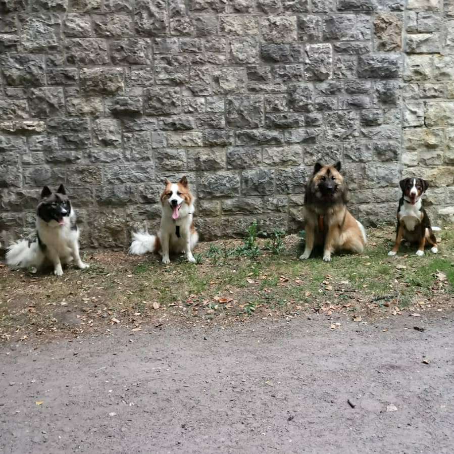 Hundetreffen-Gassifreunde-Profilbild