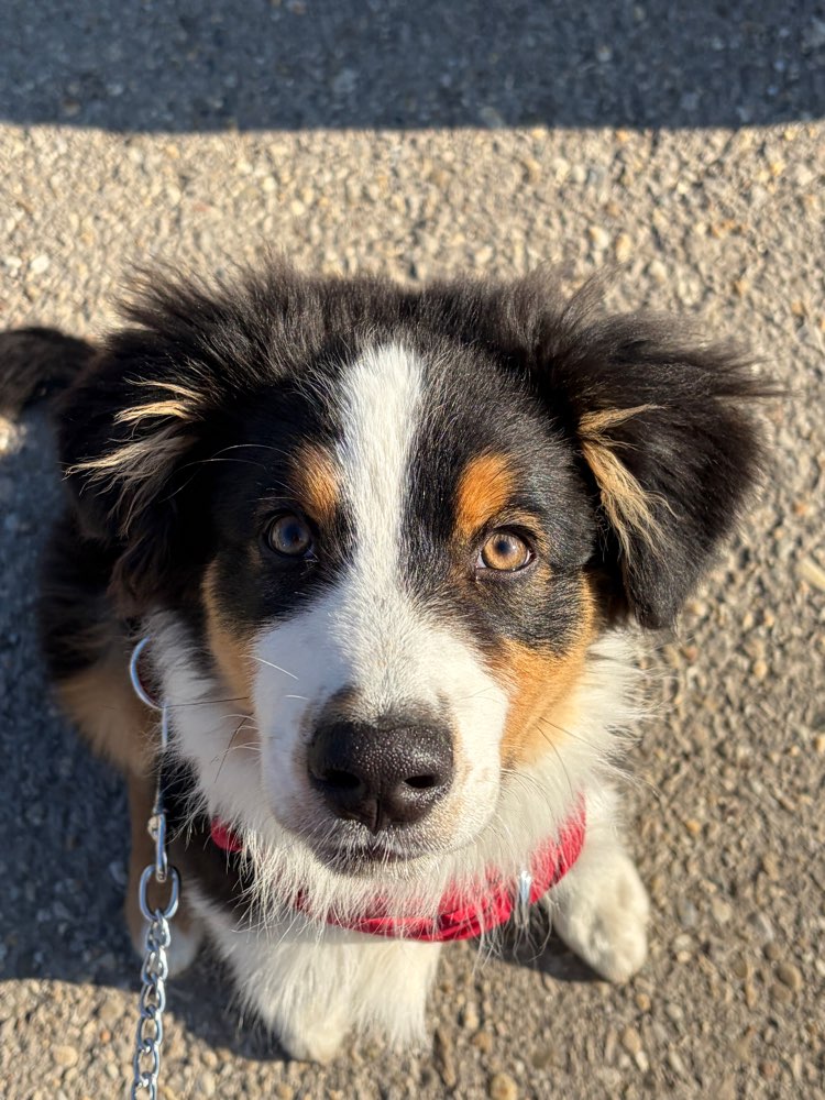 Hundetreffen-Welpentreff-Profilbild