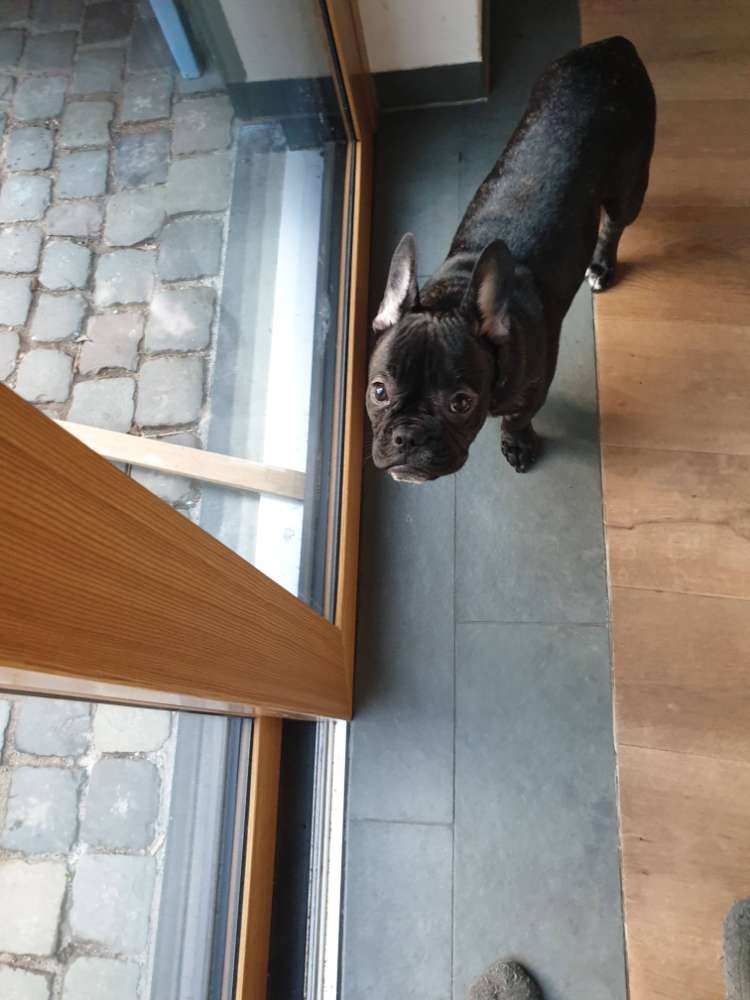 Hundetreffen-Hundetreffen in Köln Niehl-Profilbild