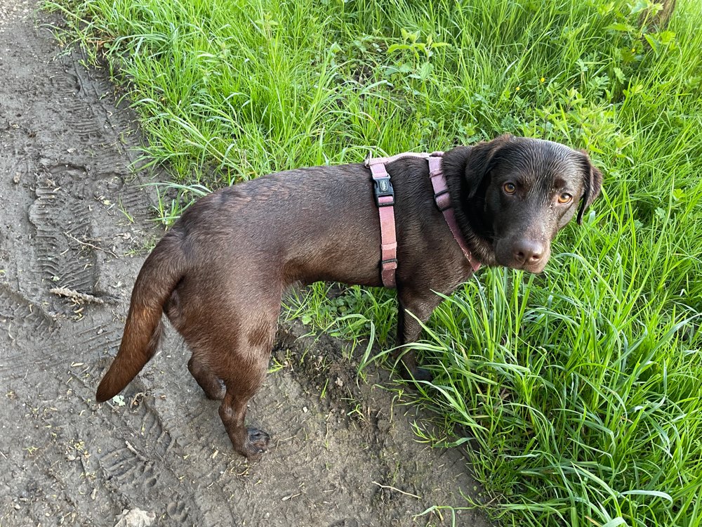 Hundetreffen-Treffen in Remscheid Lennep-Profilbild