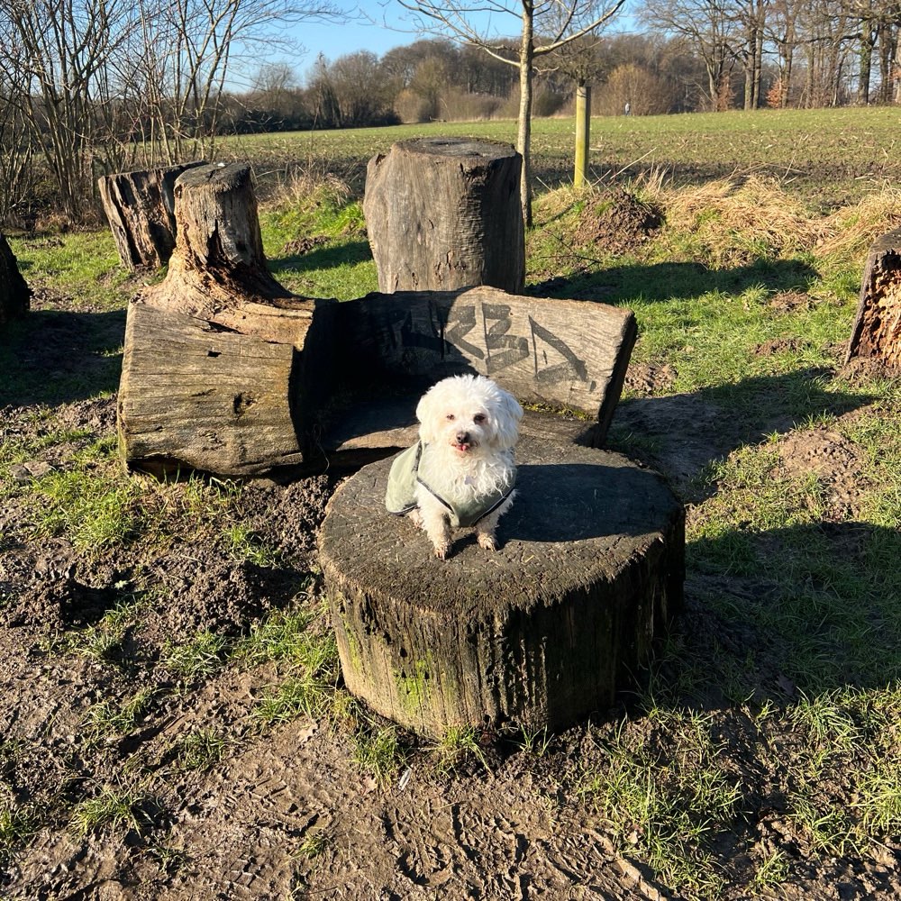Hundetreffen-Spielrunden und Sozialerkontakt-Profilbild