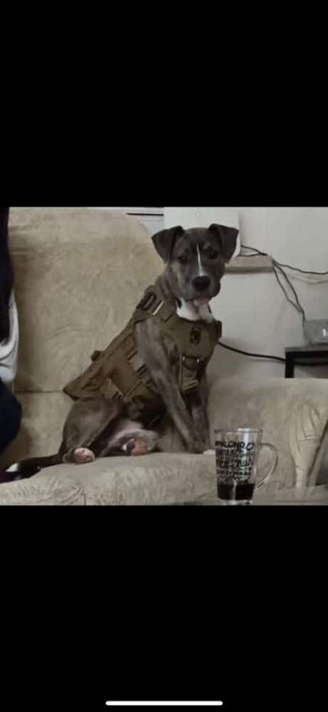 Hundetreffen-Gassi, Spiel und Hunde Kumpels gesucht-Profilbild