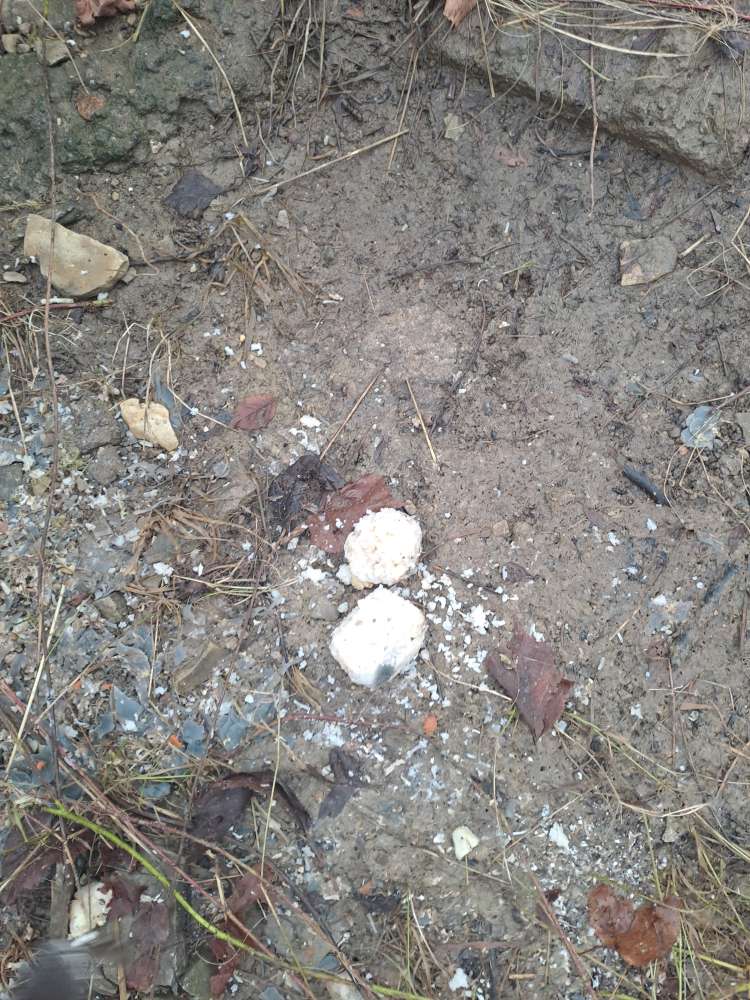 Giftköder-Giftköder Reisbällchen-Profilbild