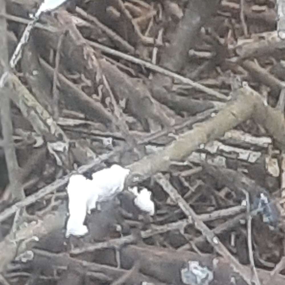 Giftköder-Möglicher Giftköder-Profilbild