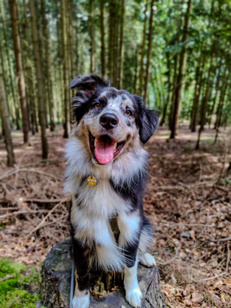 Hundetreffen-Gemeinsame Gassirunde/Training-Profilbild