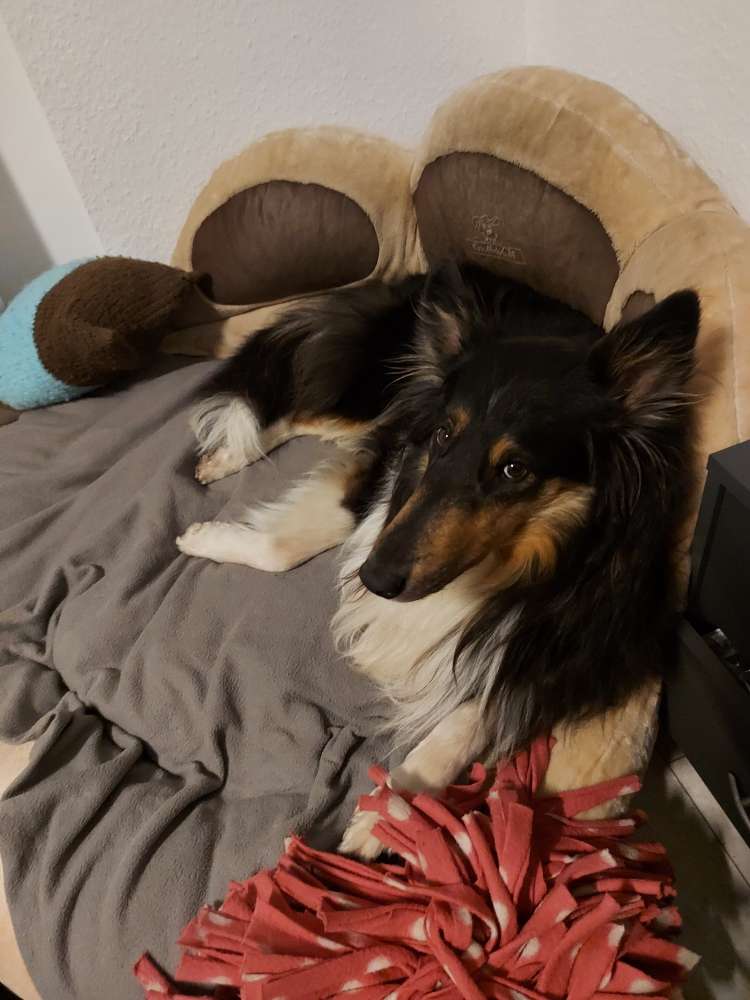 Hundetreffen-Spaziergänge-Profilbild