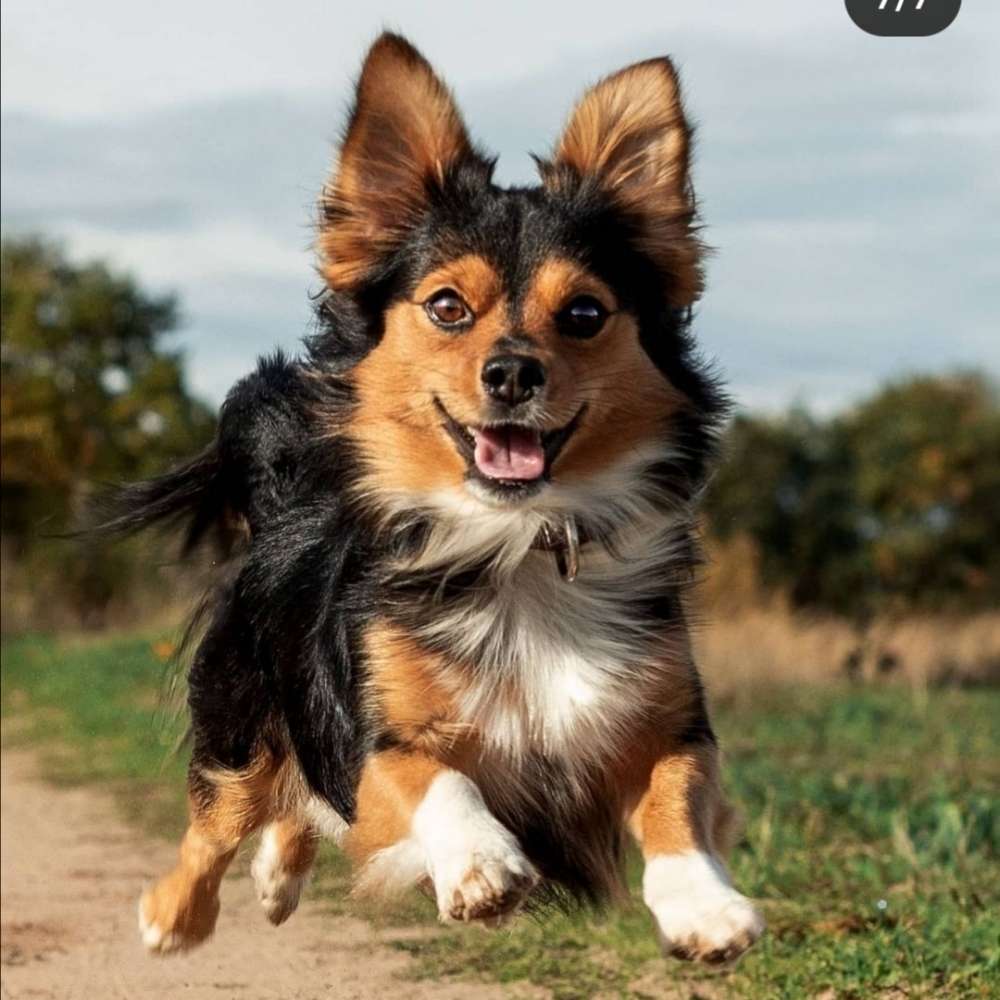 Hundetreffen-Gassi Spiel Runden bis ca. 10 kg-Profilbild