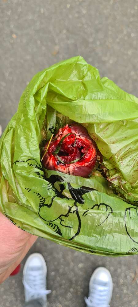 Giftköder-Vermutlicher Giftköder im hohen Gras-Profilbild