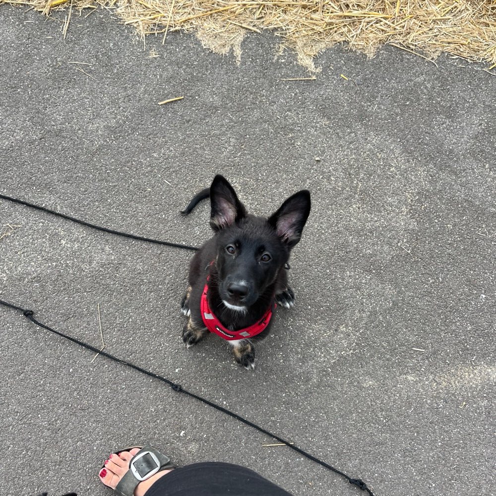 Hundetreffen-Welpentreff-Profilbild