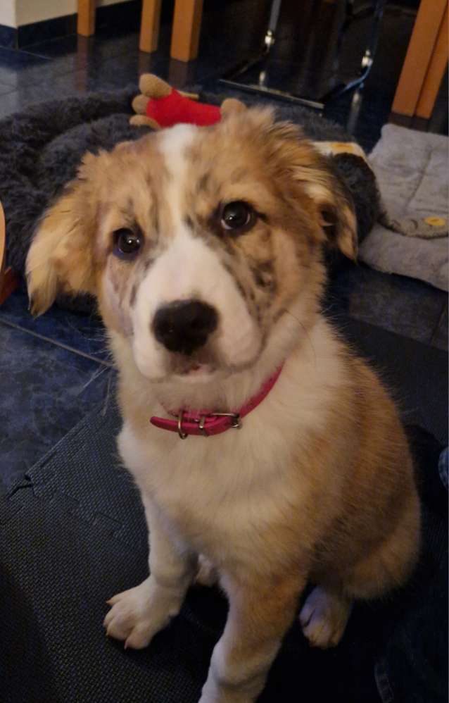 Hundetreffen-Welpentreff in Weilmünster-Profilbild