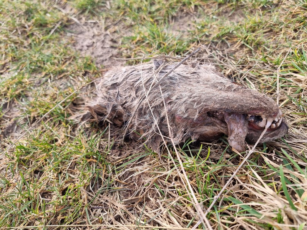 Giftköder-Fuchskopf - Tierkadaver-Profilbild