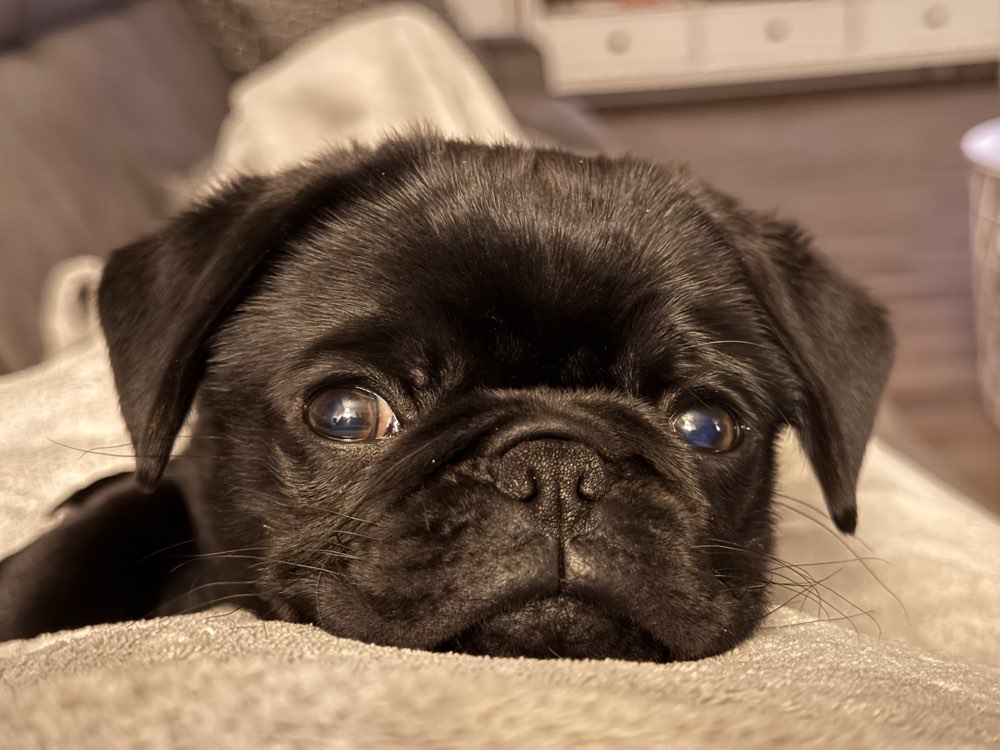 Hundetreffen-Welpen treffen im eingezäunten Garten-Profilbild