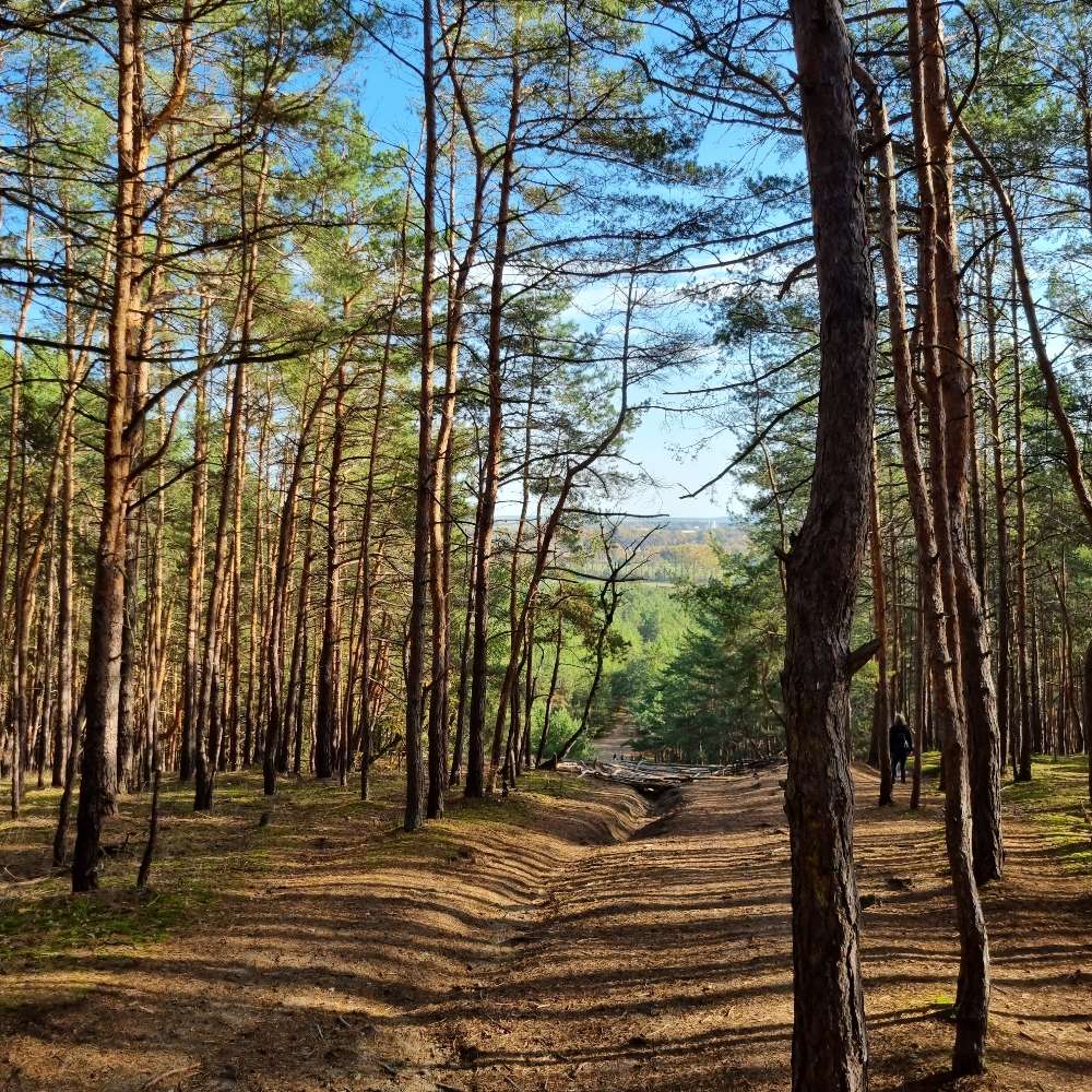 Hundetreffen-Welpen Spielrunde/ Gassirunde-Profilbild
