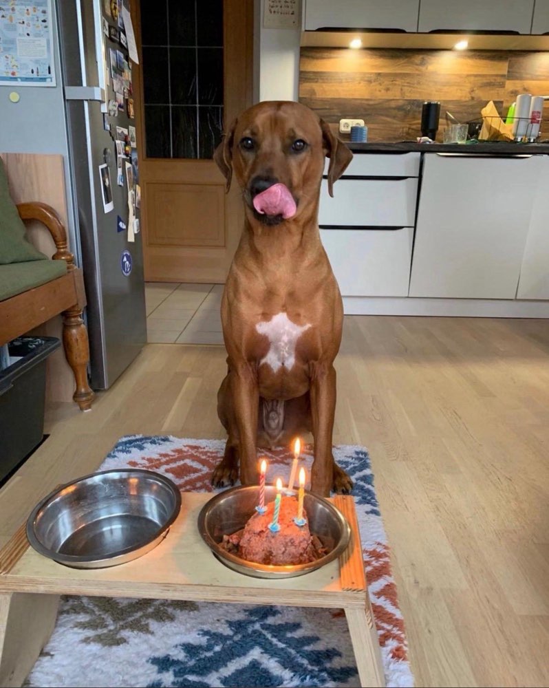 Suchmeldung-Merlin-Profilbild