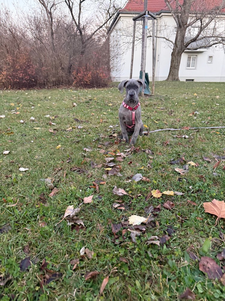 Hundetreffen-Spielfreund gesucht-Profilbild