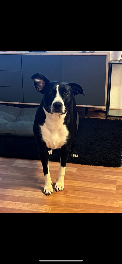 Hundetreffen-Kyra braucht Männliche Freunde ❤️-Profilbild